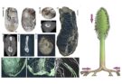 Alberi giganti del Paleozoico: radici che nascevano come germogli
