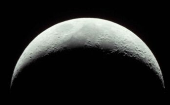 Luna cinerea