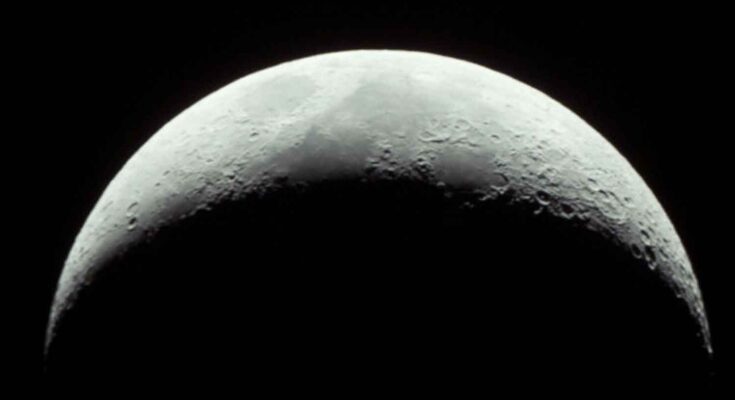 Luna cinerea