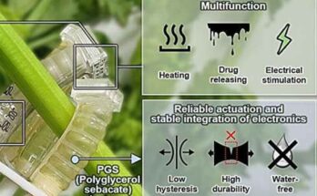 Robot biodegradabile