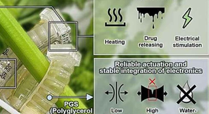 Robot biodegradabile