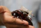 Paraborg: gli scarafaggi cyborg pronti a soccorrere tra le macerie