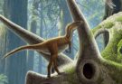 Neonati di T. rex grandi come felini domestici: già cacciatori