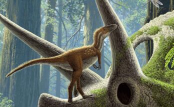 cucciolo di T. Rex