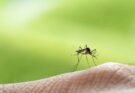 Perché le zanzare preferiscono te: il mito del sangue dolce sfatato