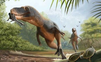 Tirannosauro