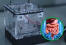 Intestino artificiale made in Italy: meno test sugli animali