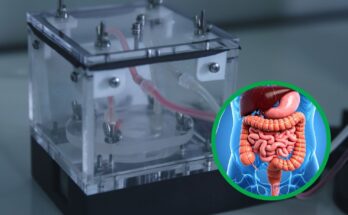 Un intestino artificiale capace di “muoversi” come quello umano apre nuove possibilità per studiare malattie e farmaci senza dover ricorrere alla sperimentazione animale: la svolta arriva dagli scienziati dell'Università di Pisa