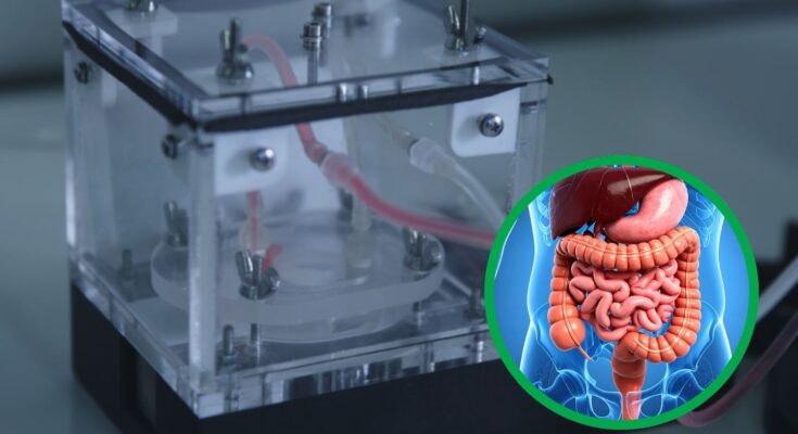Un intestino artificiale capace di “muoversi” come quello umano apre nuove possibilità per studiare malattie e farmaci senza dover ricorrere alla sperimentazione animale: la svolta arriva dagli scienziati dell'Università di Pisa