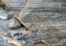 Roccia indiana di 3,5 miliardi di anni: tracce di vita primordiale