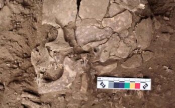 sostanza psicoattiva nei denti di 25.000 anni