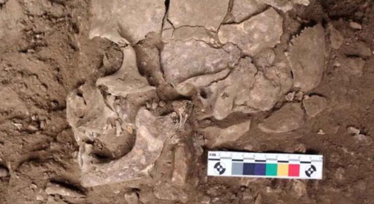 sostanza psicoattiva nei denti di 25.000 anni