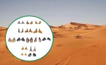 denti di squalo nel Sahara