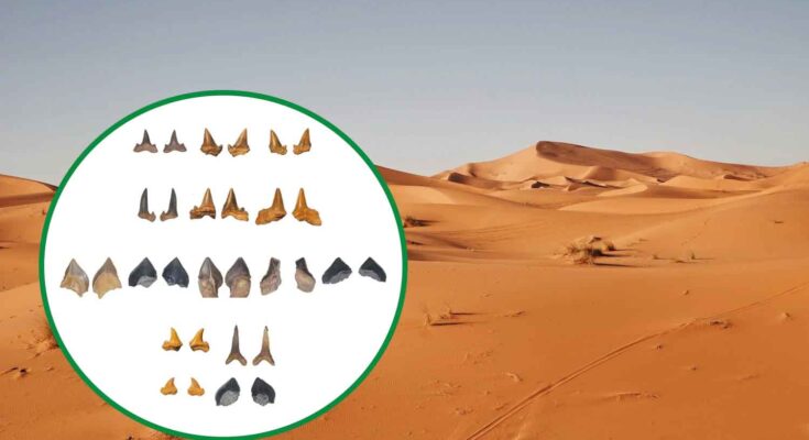 denti di squalo nel Sahara